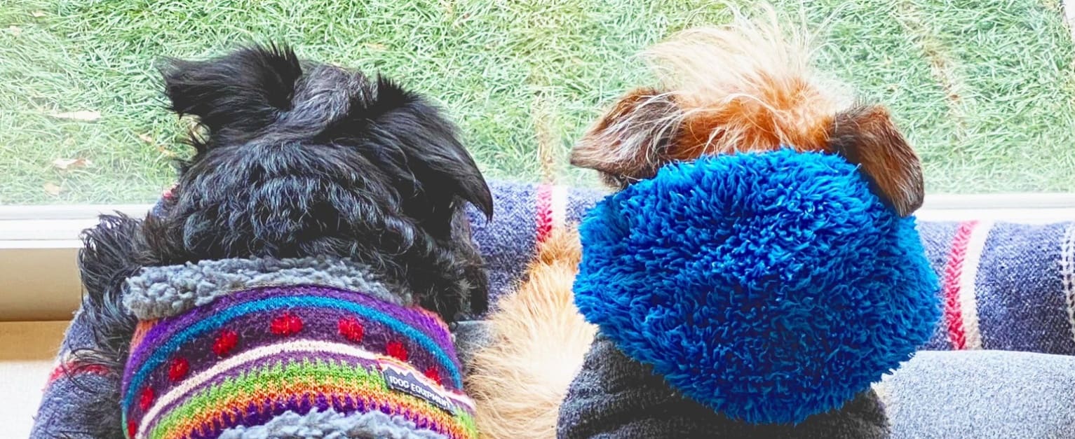 ドッグルーム☆チャイについて