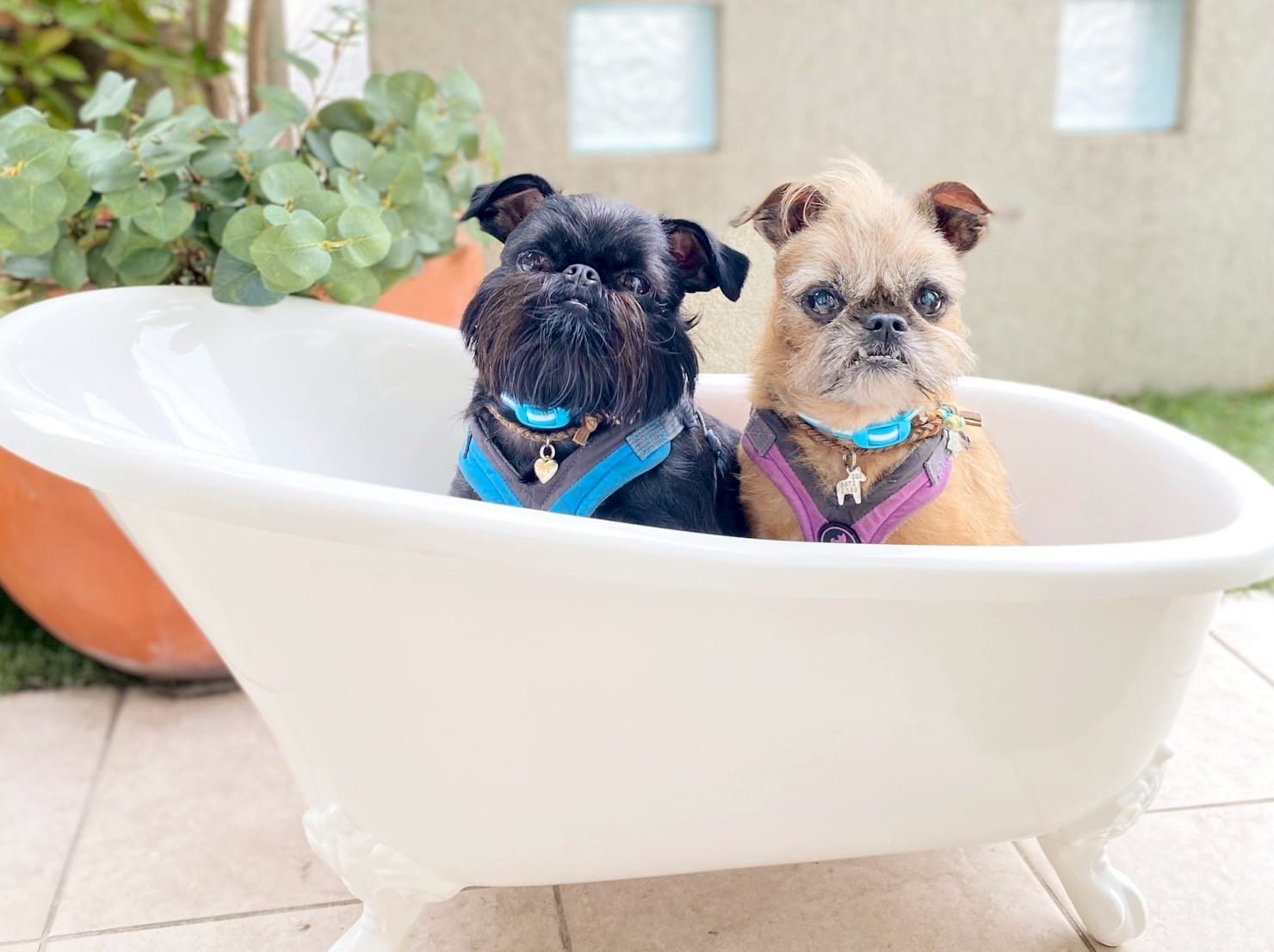 丁寧なトリミングでワンちゃんをもっと可愛く