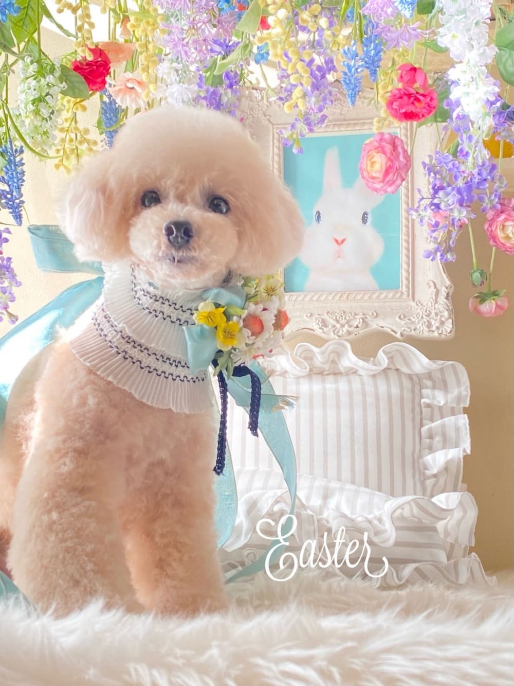 トリミング後の可愛いわんちゃんの写真