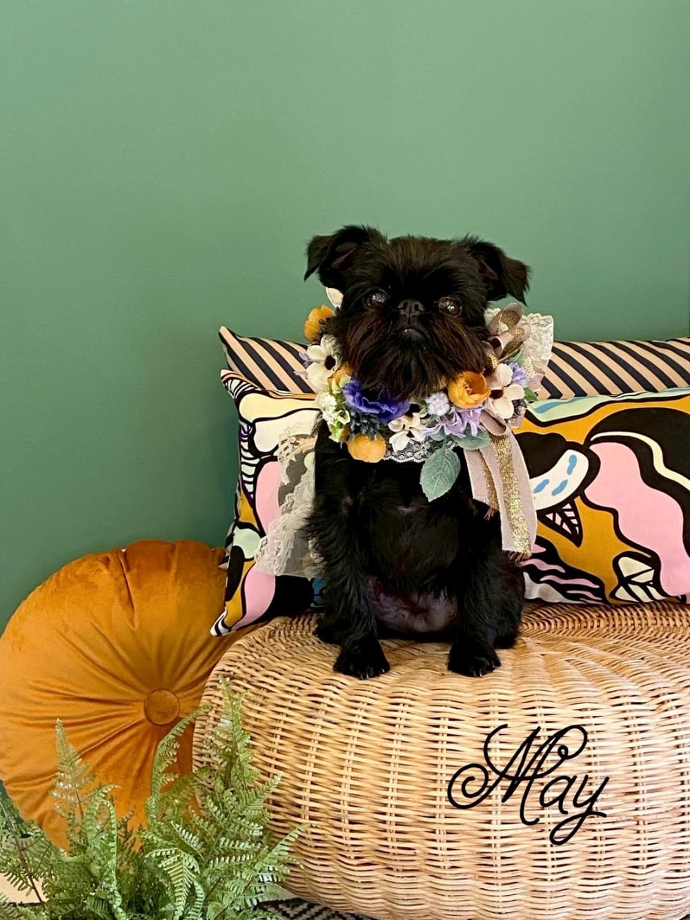 店主お手製リボンチョーカーをつけて撮影