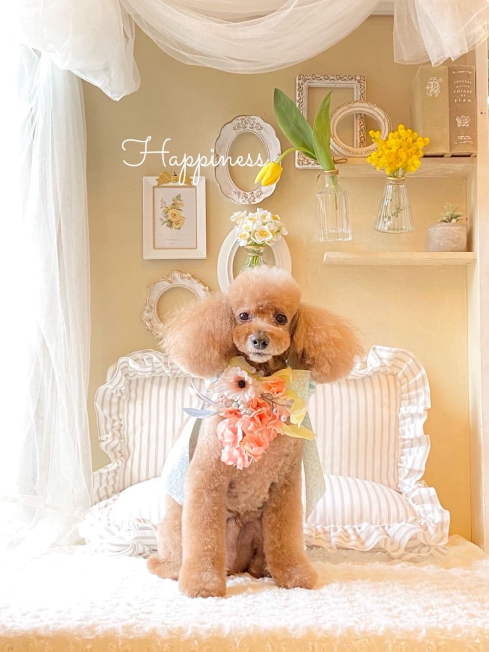 ご希望の方には「うちの子ポストカード」と撮影データを