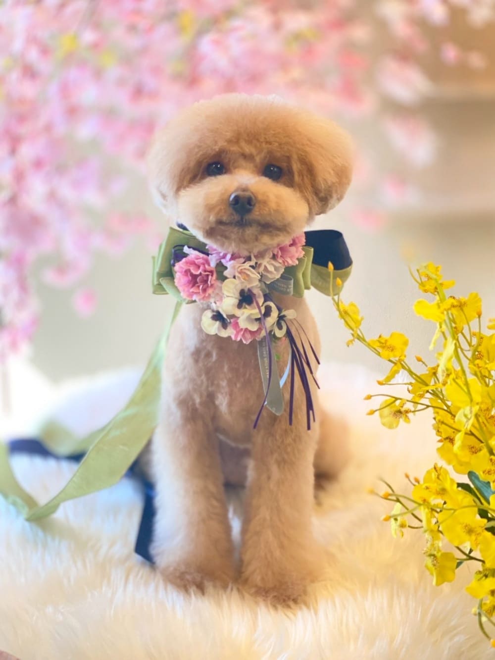 背景は店主の気まぐれ撮影セット