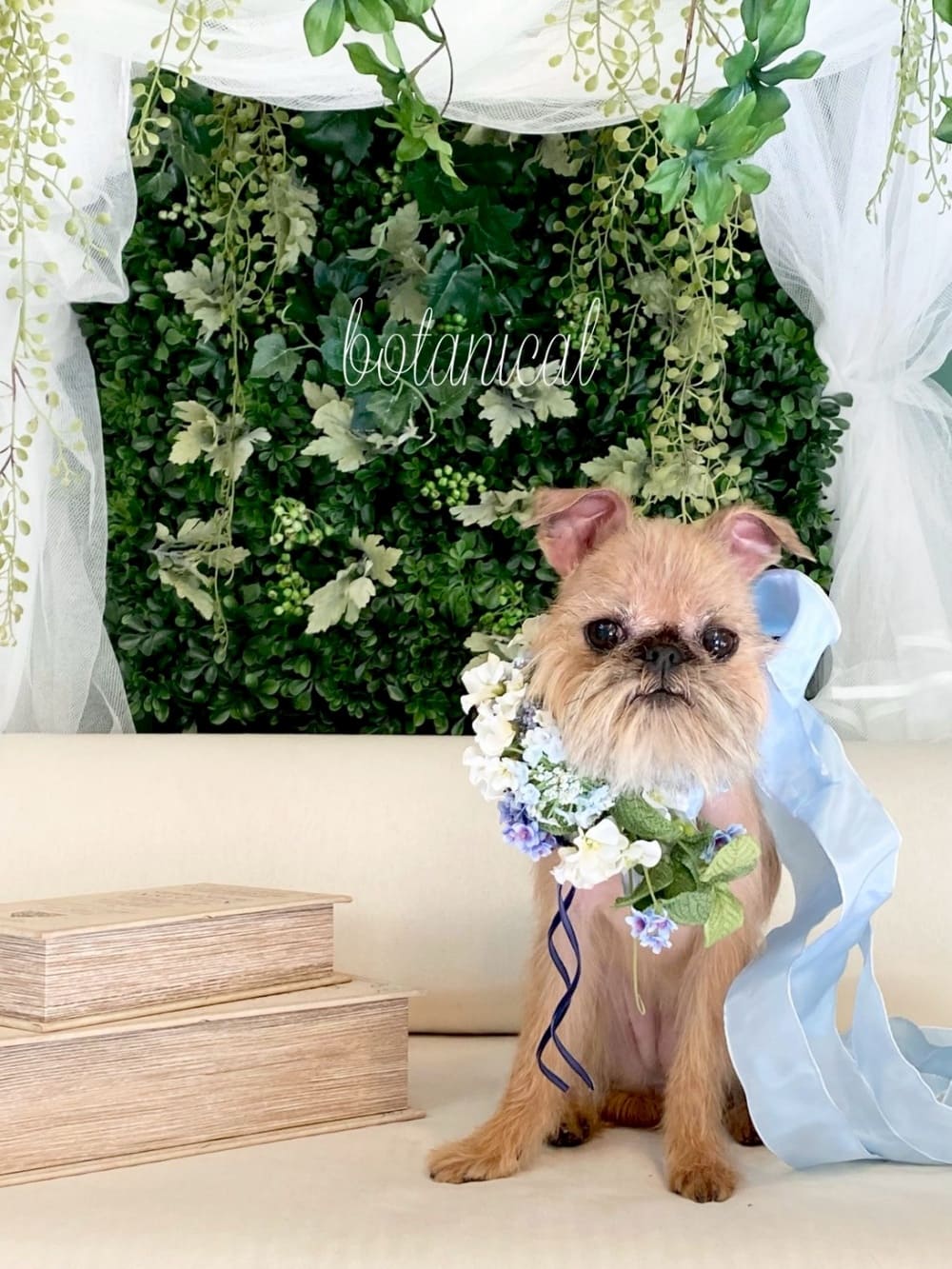 川口市で人気のトリミングサロン