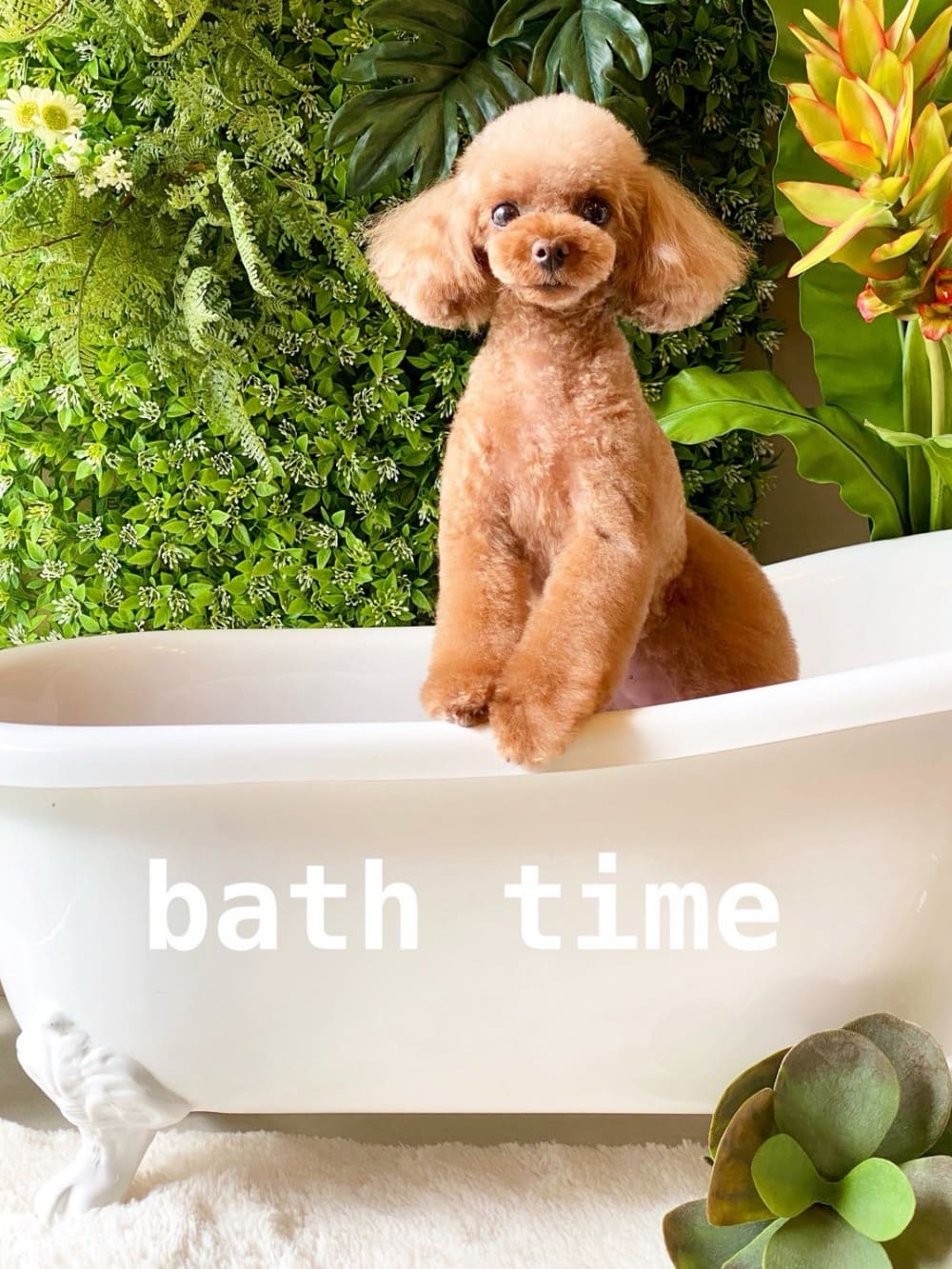 ドッグルーム☆チャイは丁寧でやさしいカットが得意