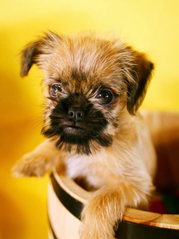 パピー（仔犬）30%OFF